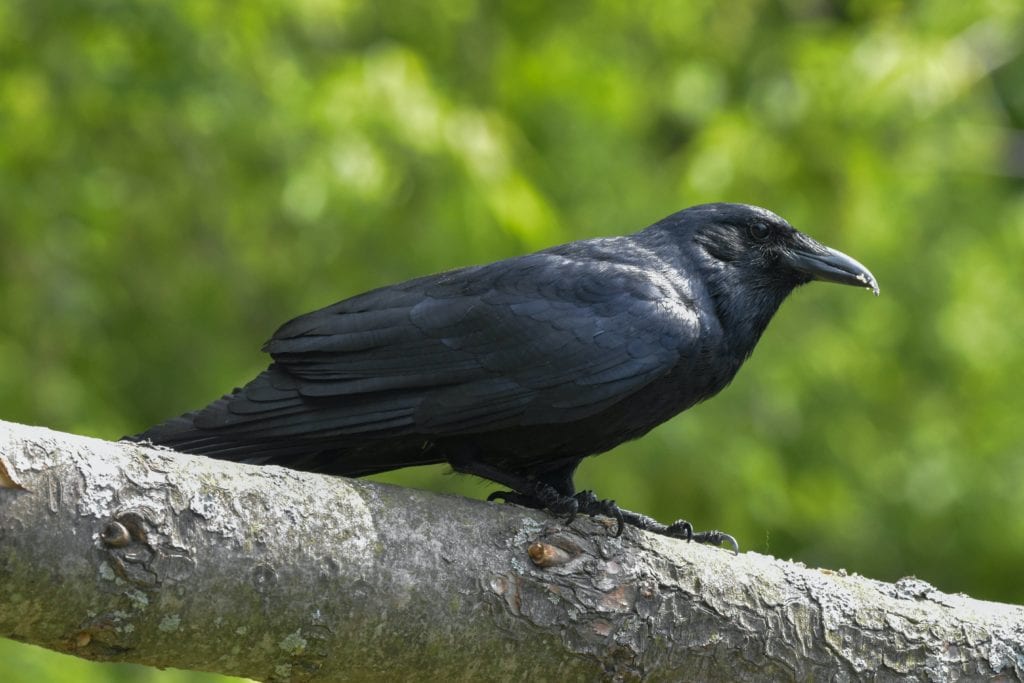 image of an American Crow perched on a tree branch