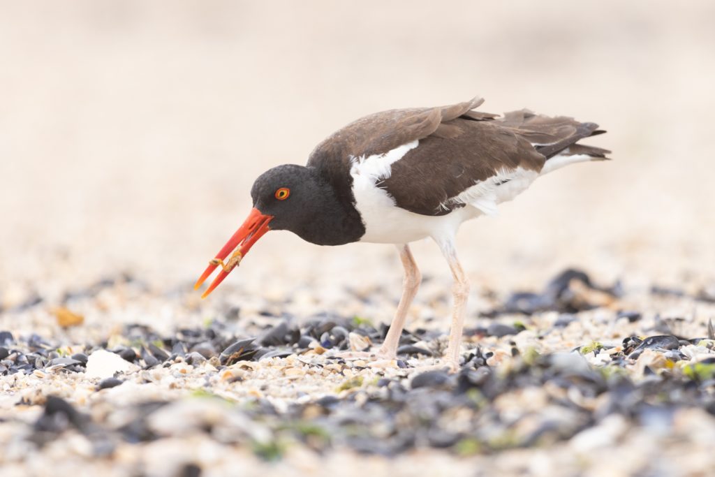 an American oystercatcher foraging for food on the beach