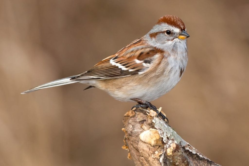 an American tree sparrow on the tip of a branch