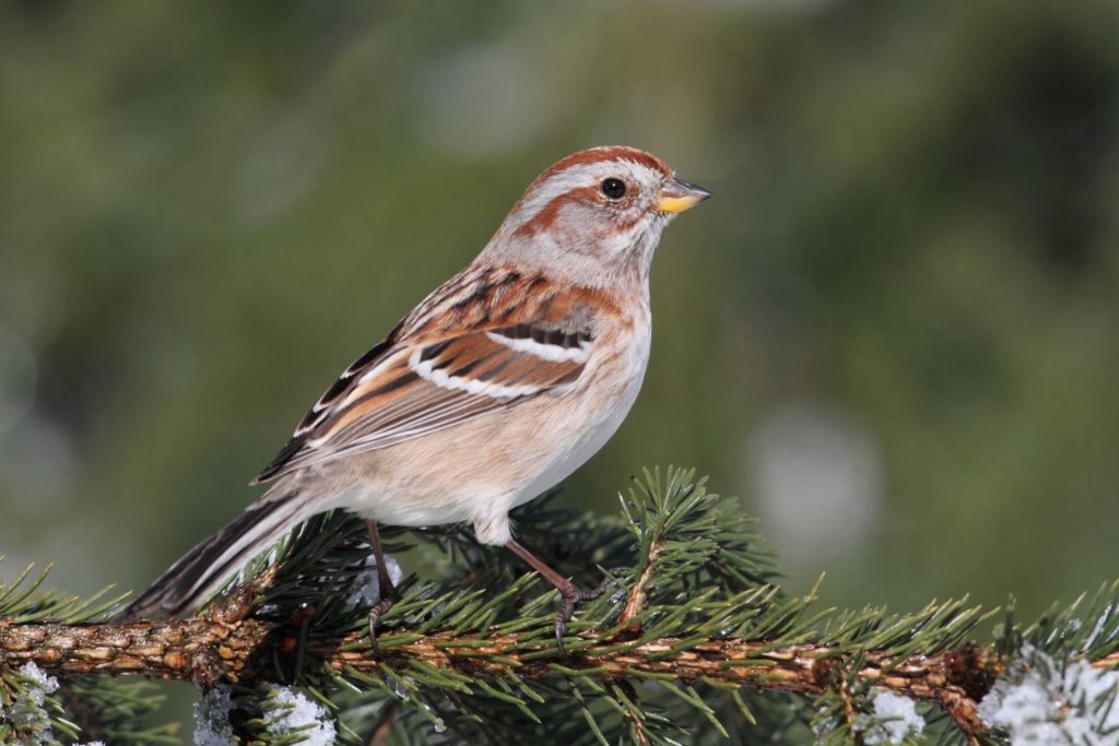 an American Tree Sparrow perched on a branch of a pine tree