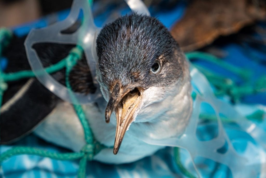 a bird head caught in plastic and net