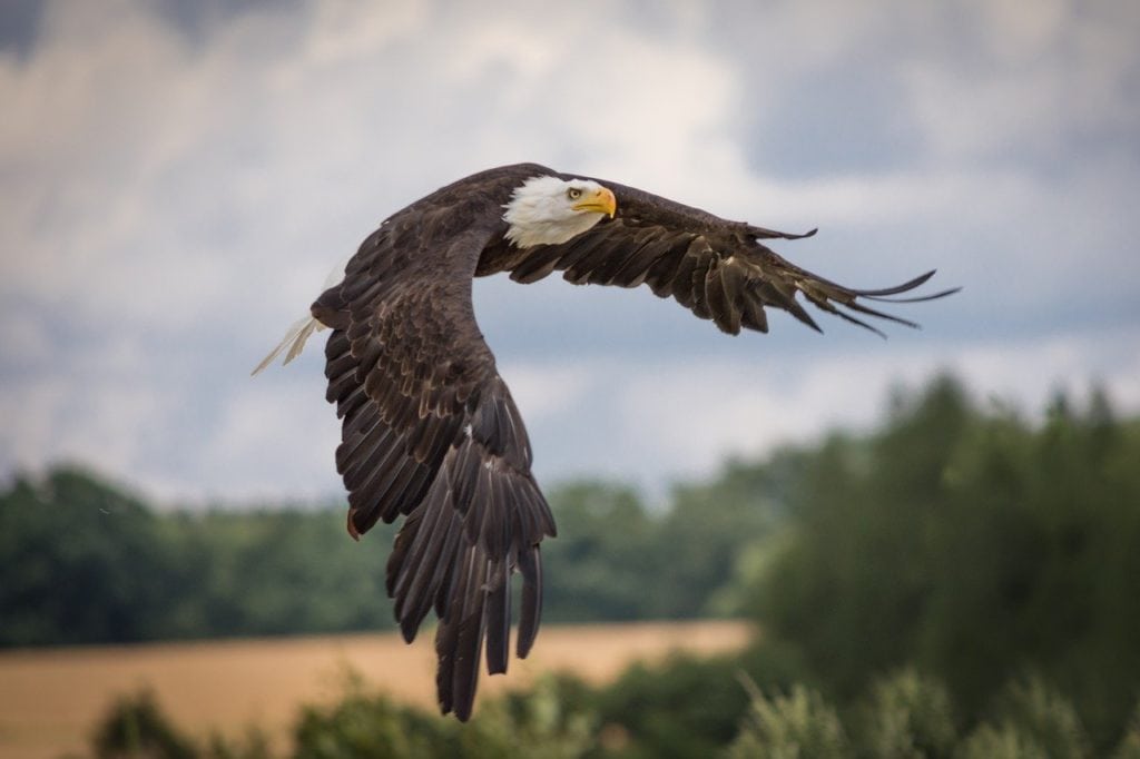a bald eagle flying in a forest showing its massive wings