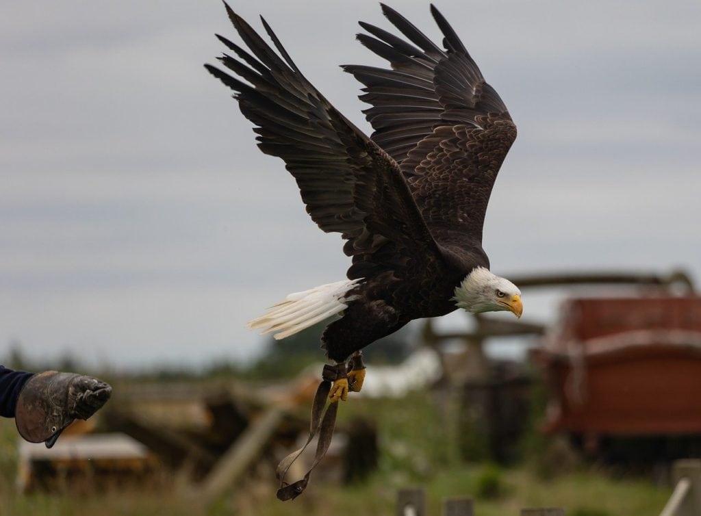 image of a bald eagle in flight over a farm