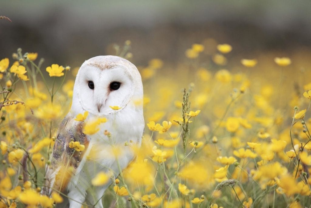 a barn owl standing in the middle of a flower field