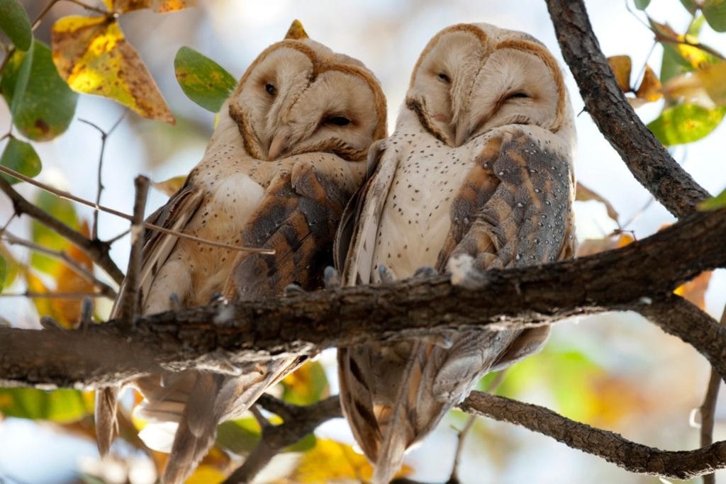 two barn owls sleeping on a tree branch in spring