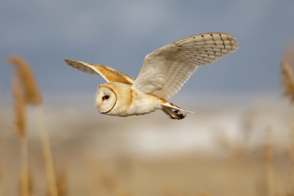 a bran owl in flight over the meadow