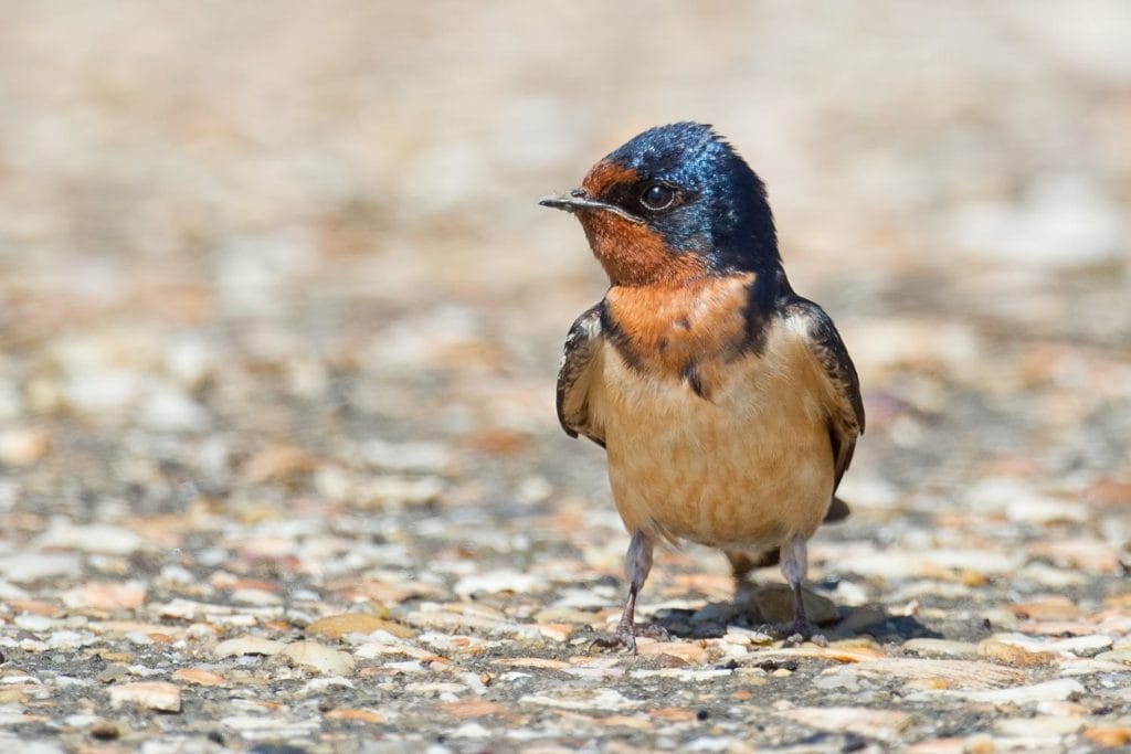 a barn swallow standing on concrete pavement