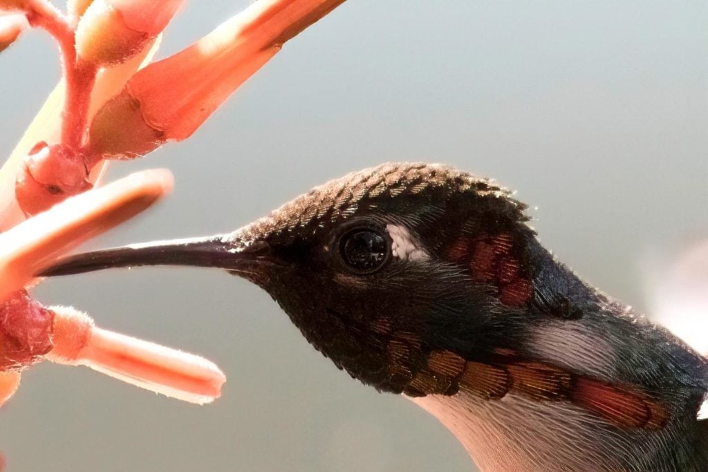 close up of the head of a bee hummingbird while feasting on flower