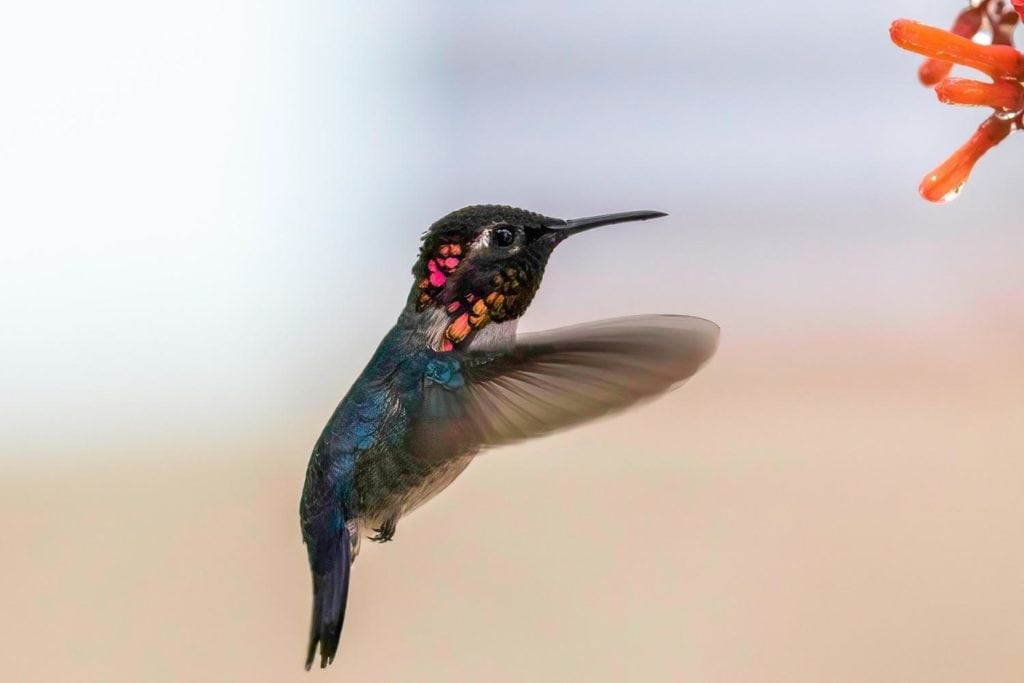a bee hummingbird flying towards a flower