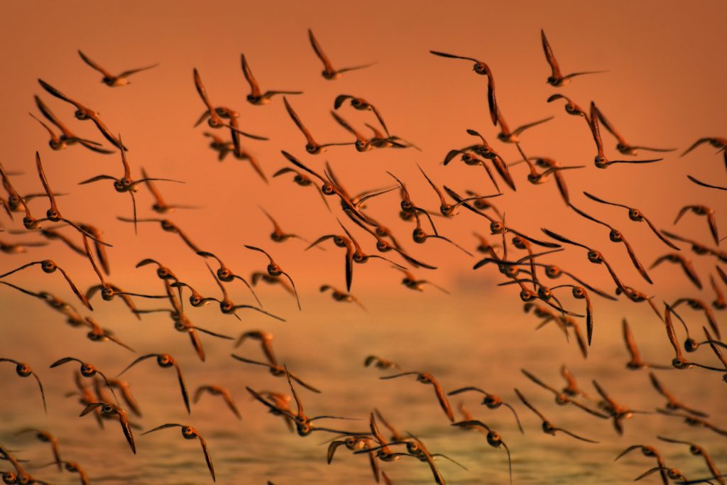 flock of migratory birds pictured during migration during sunset