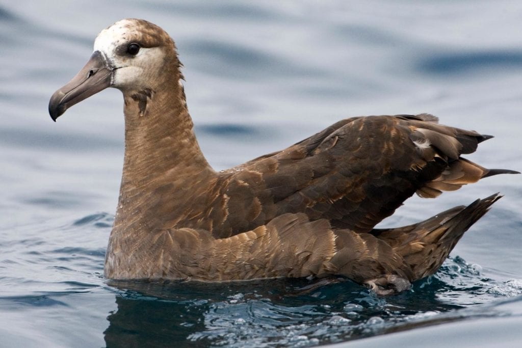 a black-footed albatross swimming in the ocean