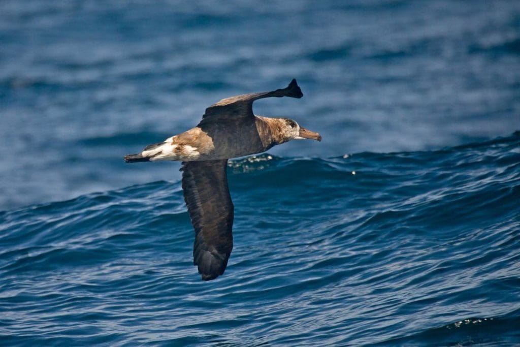 a black-footed albatross flying over the sea