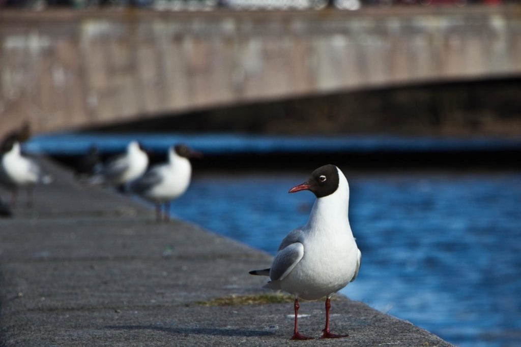 a black-headed gull standing on a stone embankment