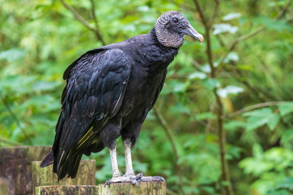 a black vulture perched on a wooden post in a forest in Texas