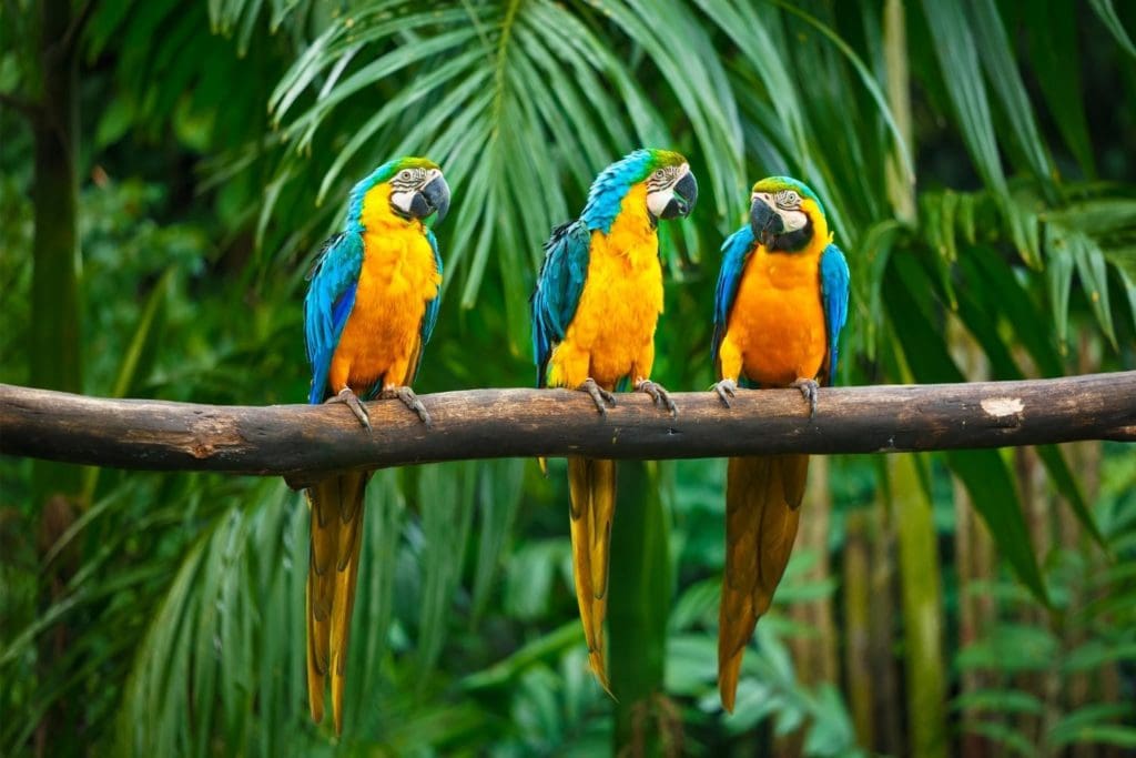 three blue and yellow macaws perched on a branch in its rainforest habitat