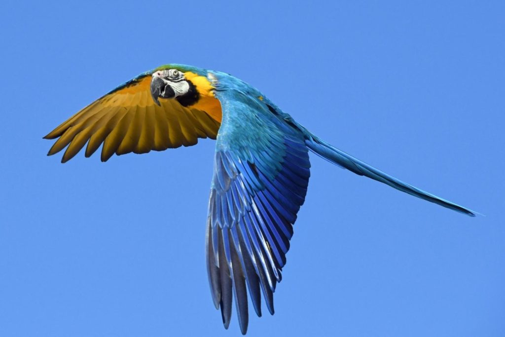 a blue and yellow macaw in flight 