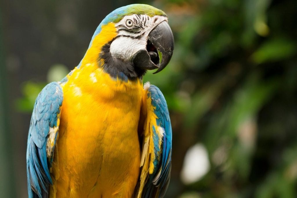 close up of the head of a blue and yellow macaw