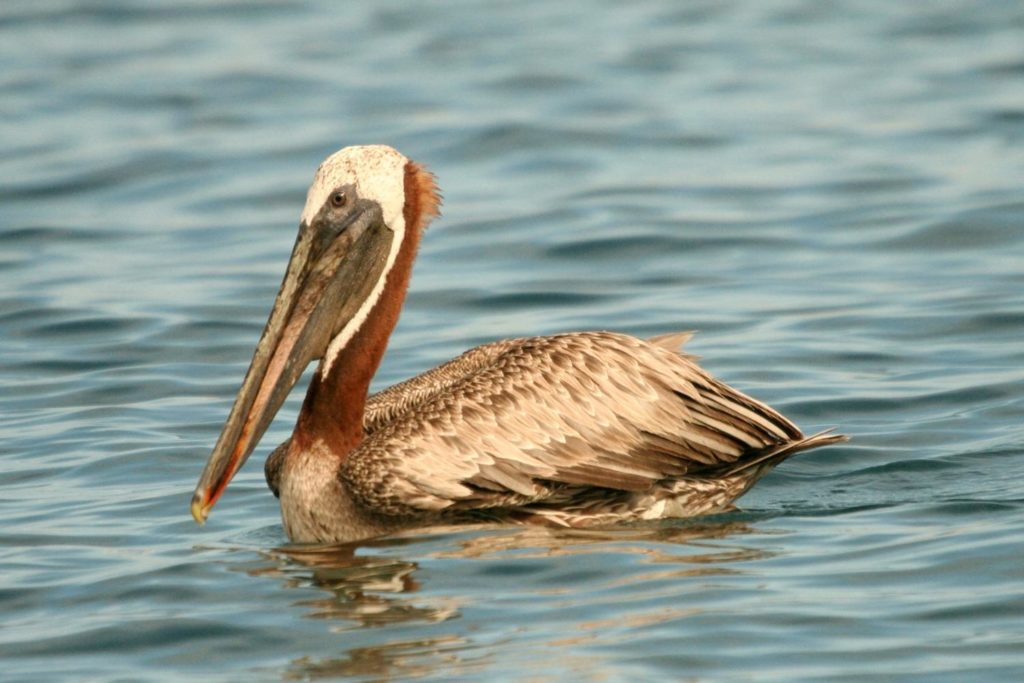 a brown pelican swimming in the sea