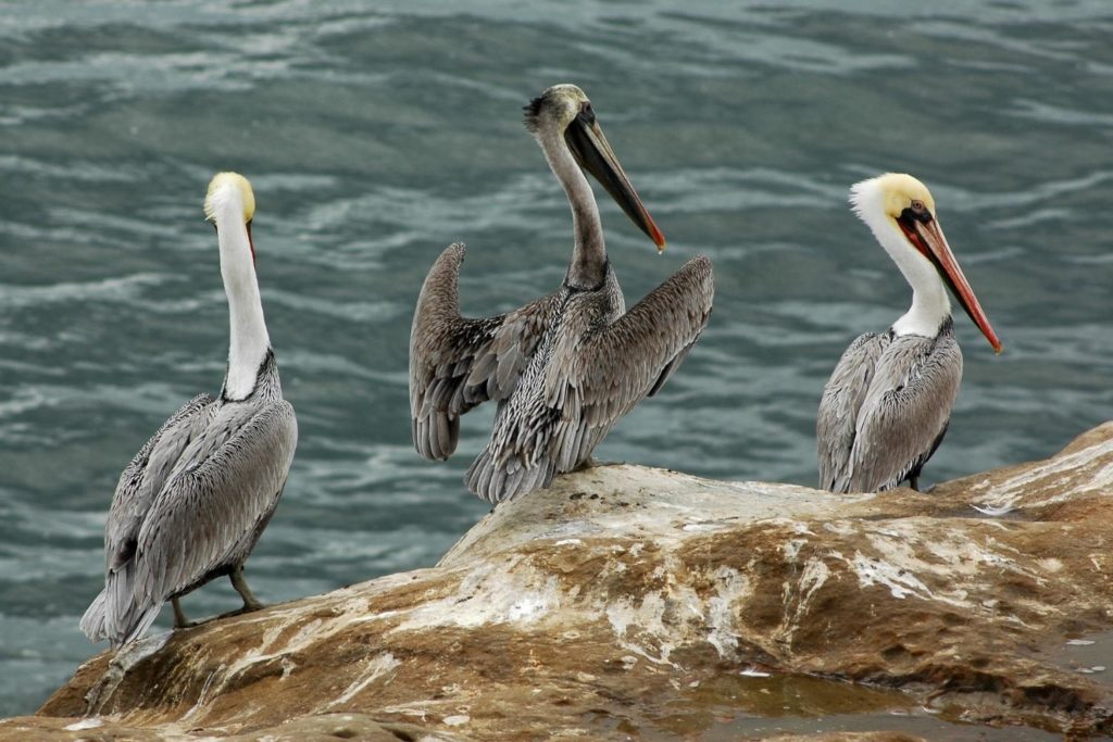 three brown pelican standing on a rock by the beach looking for food