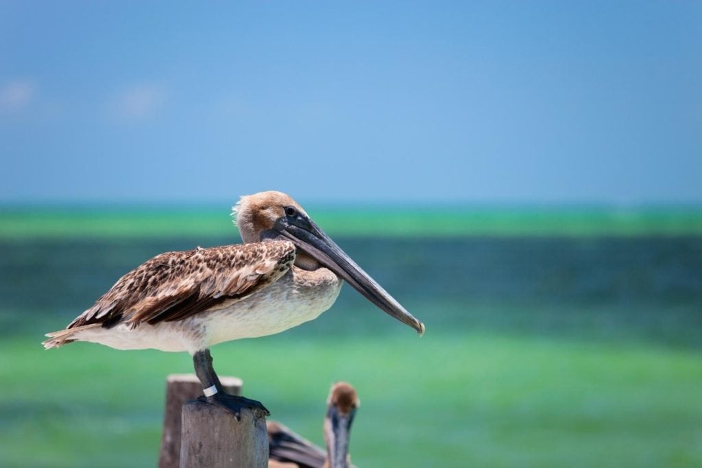a brown pelican perched on a wooden post by the ocean in Mexico