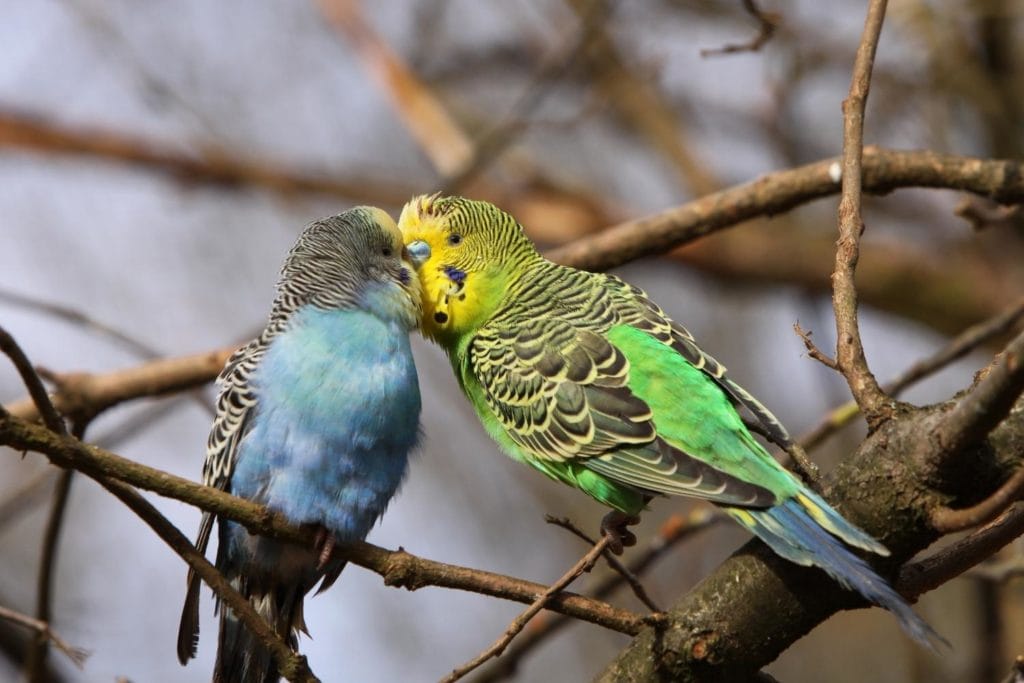 blue and green budgerigars perched on a tree branch