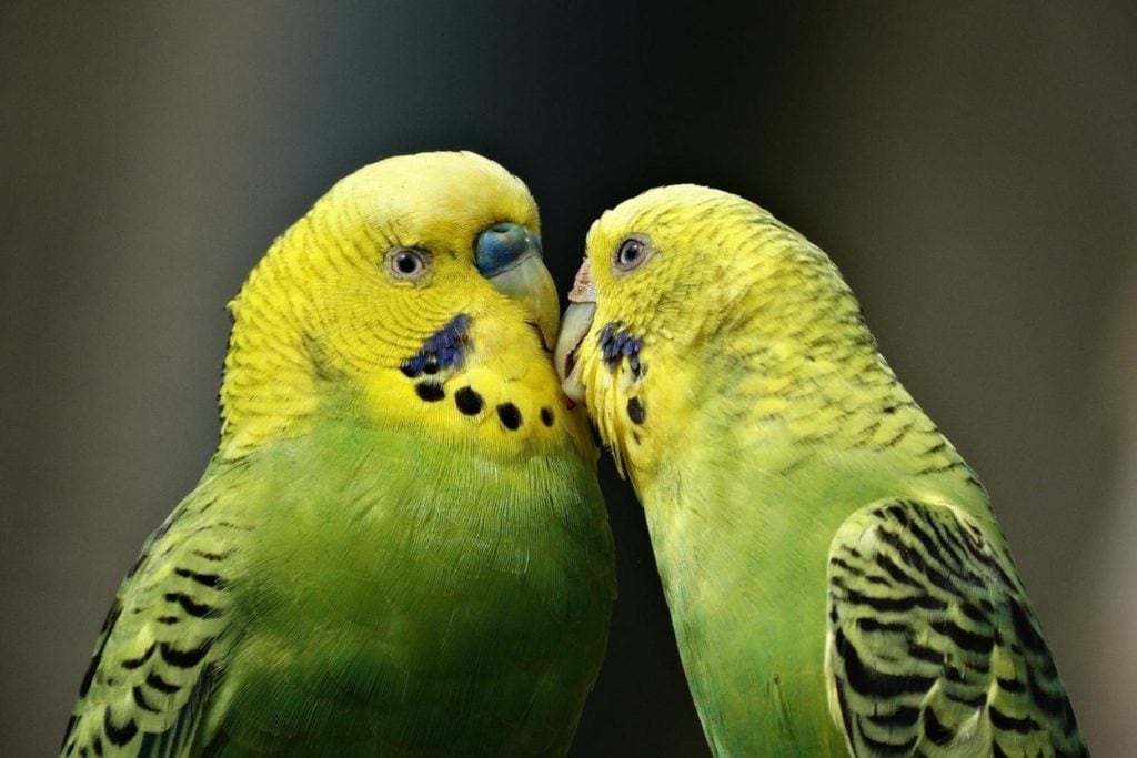 a green budgerigar couple kissing 