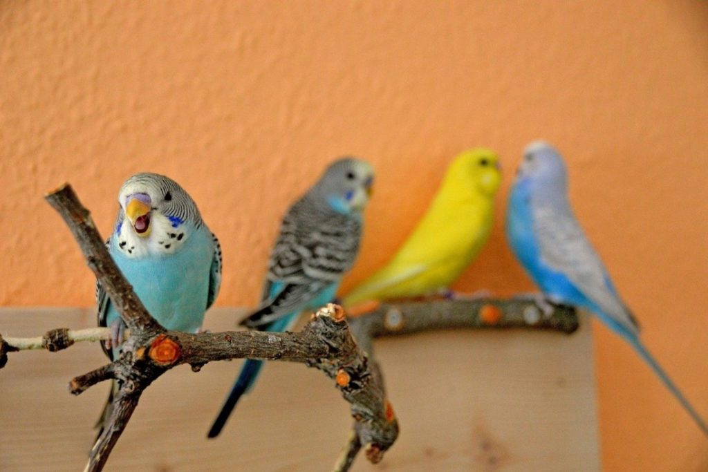 pair of budgerigars perched on a  branch stick
