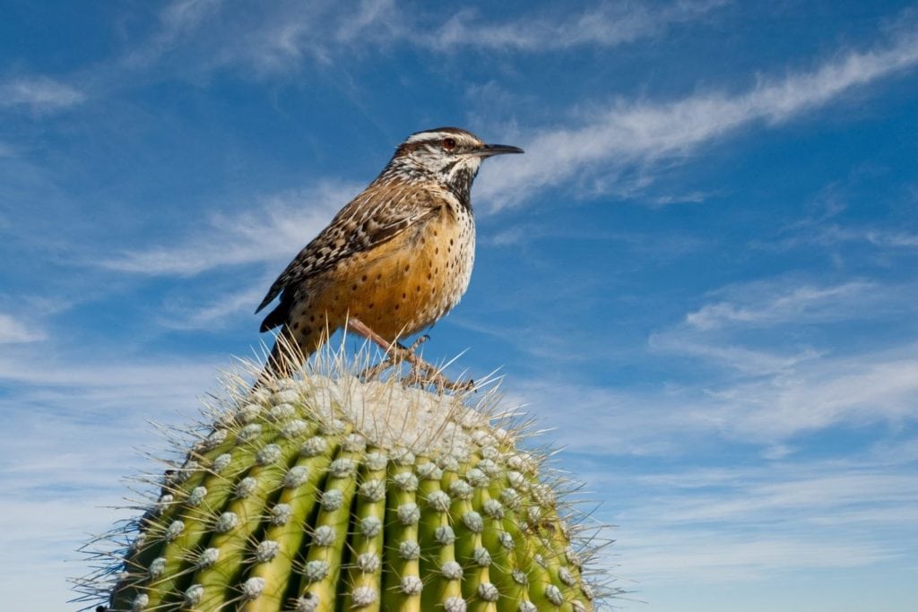 image of a cactus wren perched on top of a Saguaro cactus
