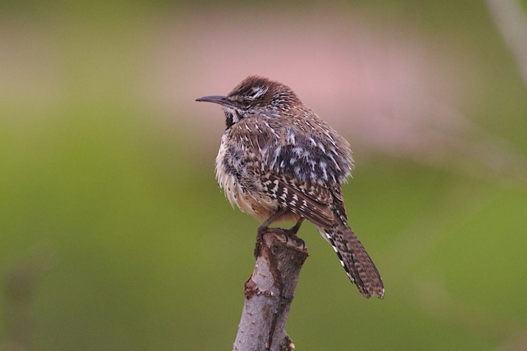 side view of a cactus wren stading on a wooden stick