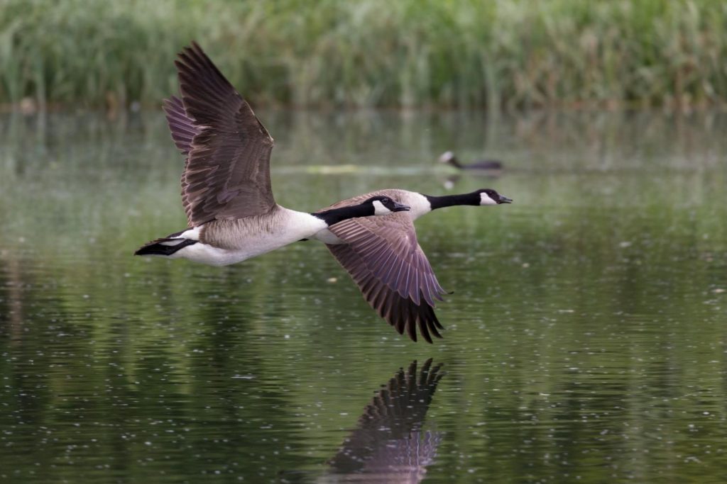 a pair of Canada goose lying over a lake