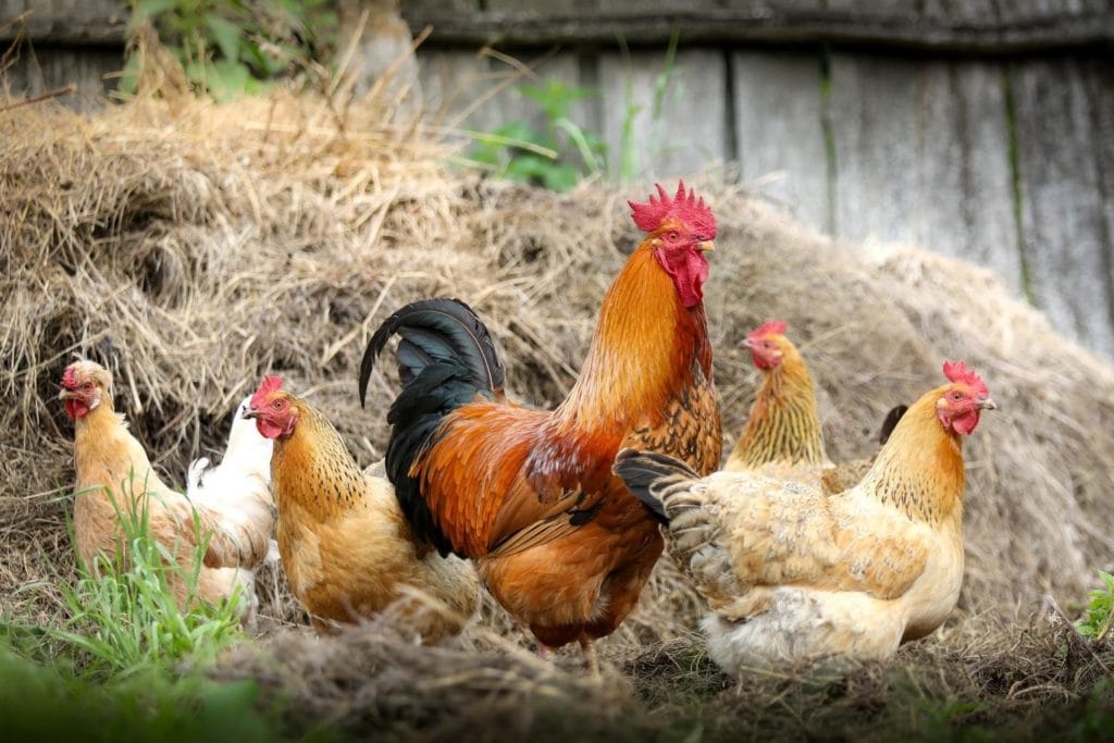 group of hens and roosters sitting on a haystack in a poultry farm