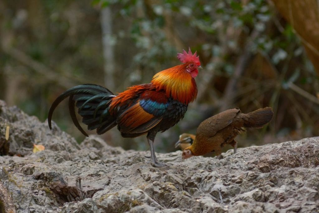 a red jungle fowl on its natural habitat looking for food