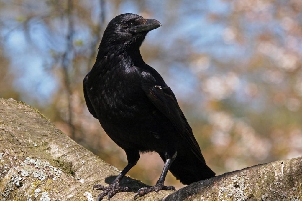 an American crow perched on a tree branch