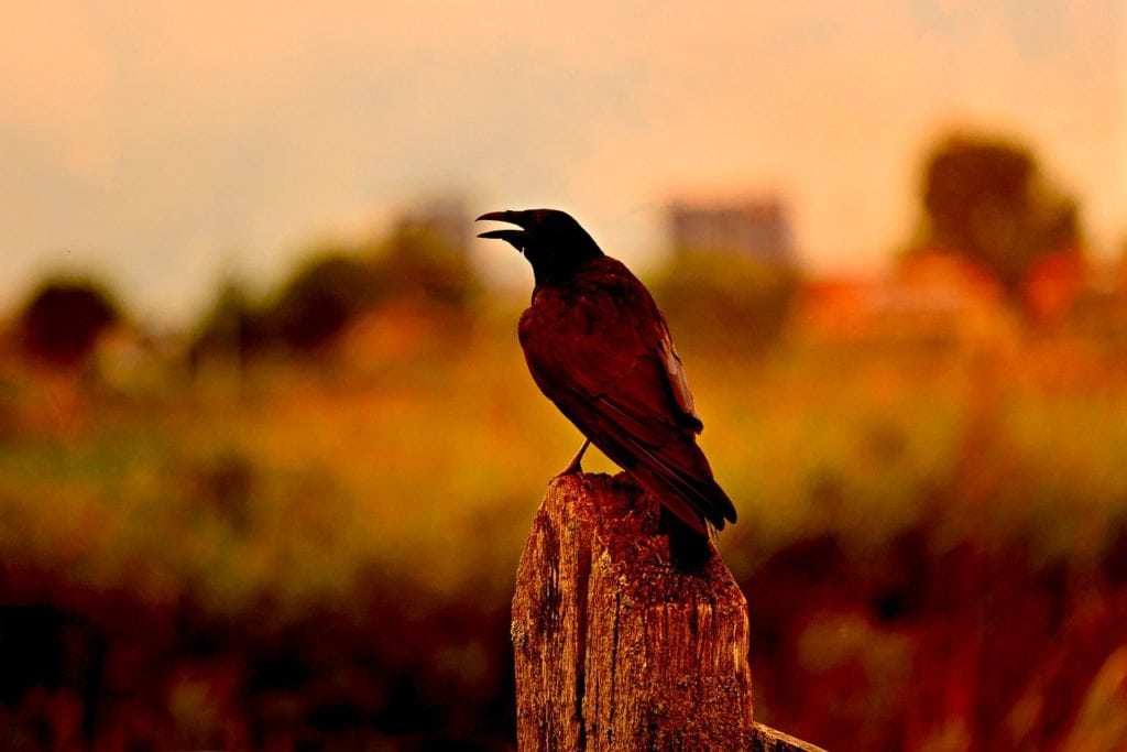 a crow standing on a wood post during sunset