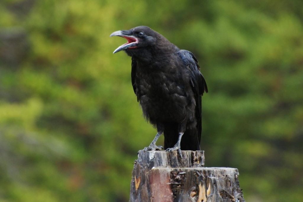 a crow perched on a wooden post while calling with trees in the backgorund