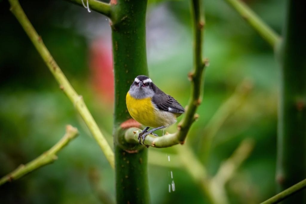 a small gray and yellow bird hanging from a tree branch in a rainforest with its droppings