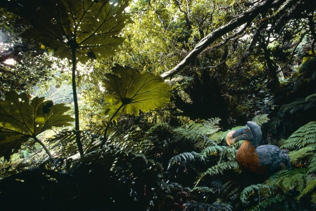 representation of a dodo bird in its natural habitat