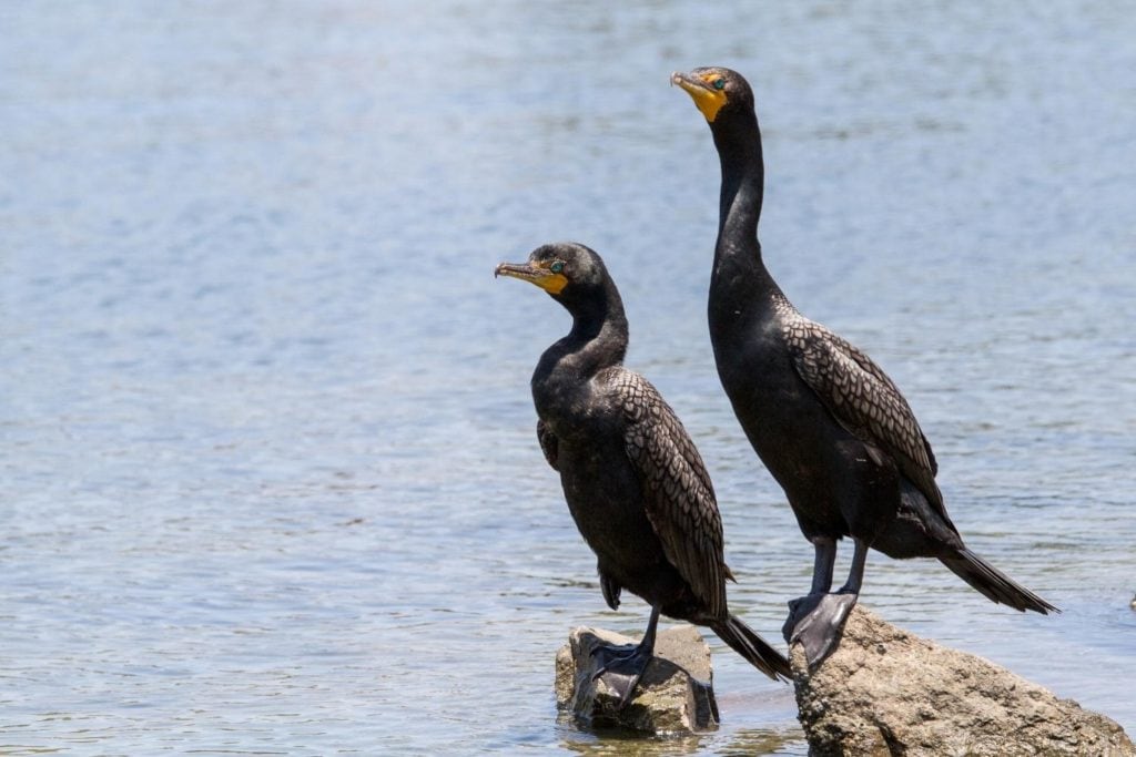 two double-crested cormorant standing on a rock in the sea