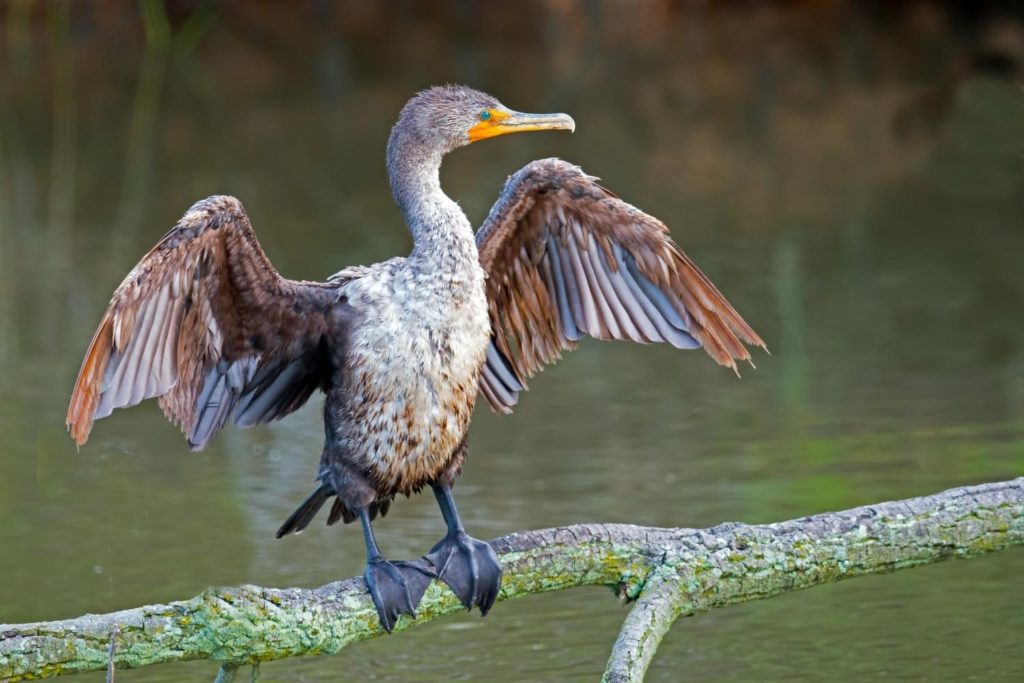 a double-crested cormorant perched on a tree branch drying its wings 