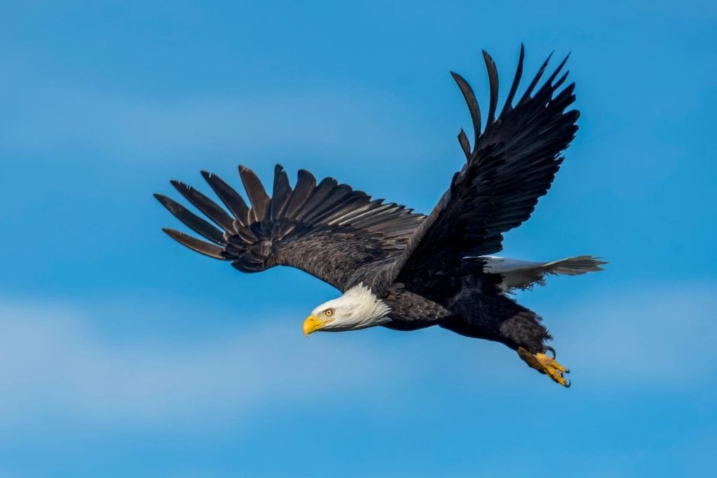 an eagle flying with blue skies background