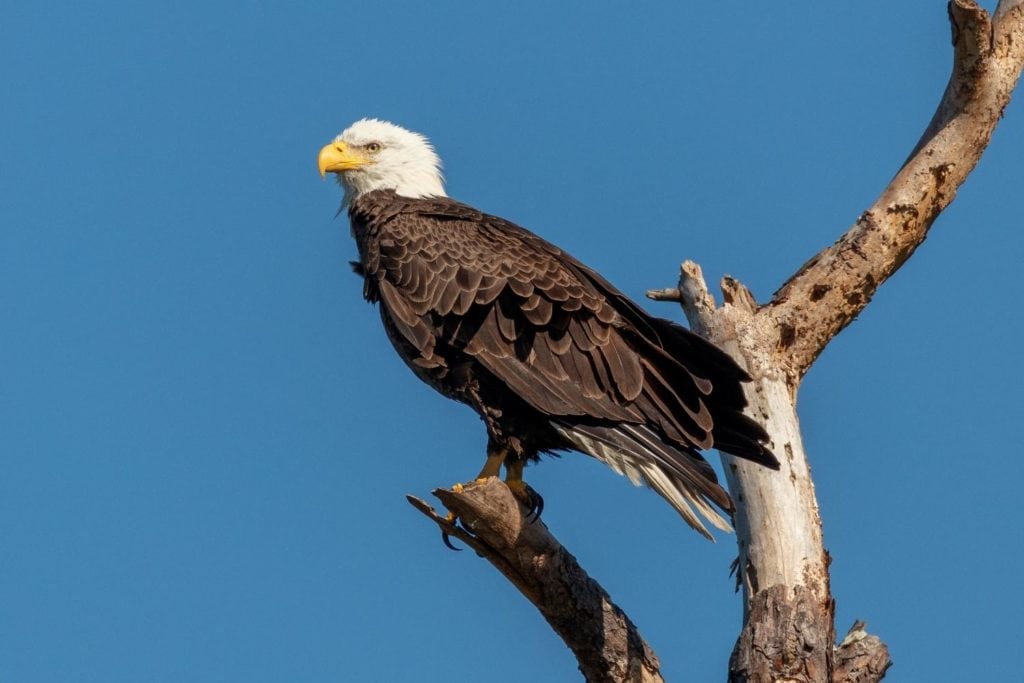 a bald eagle perched on a dead tree branch