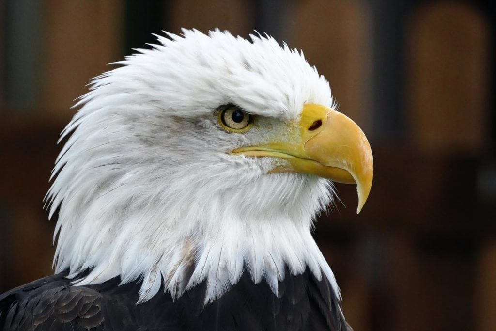 close up of a headshot of a bald eagle