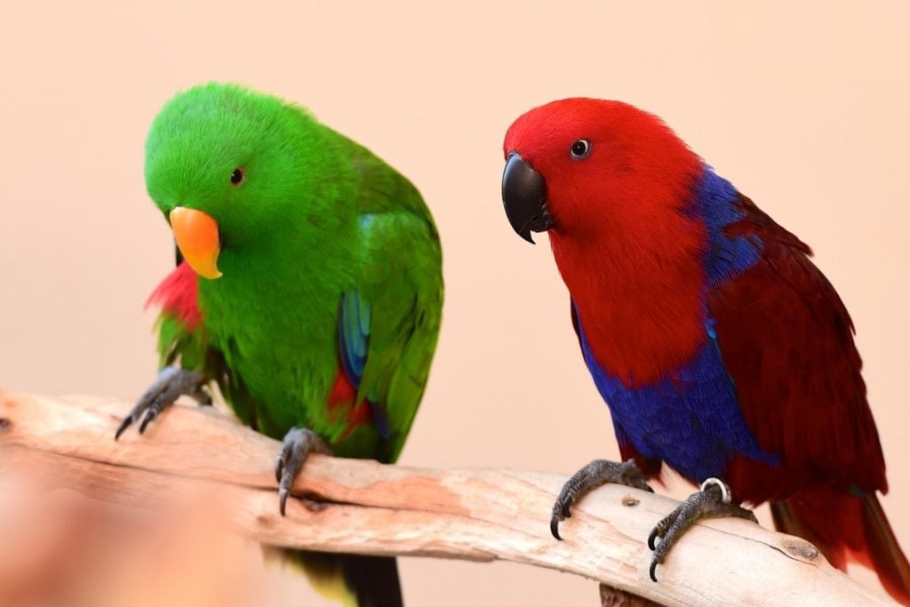 a pair of green and red, male and female, Eclectus parrot perched on a wooden branch