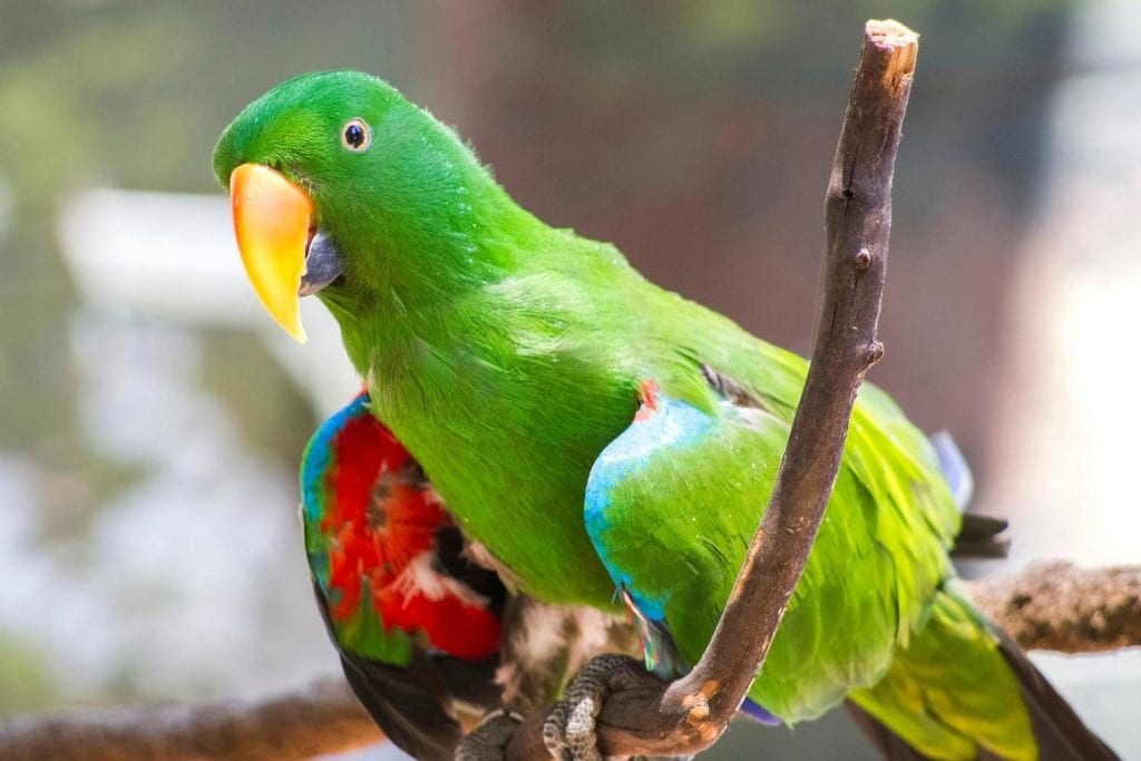 a green Eclectus parrot perched on a tree branch