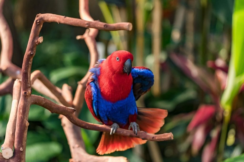a female Eclectus parrot perched on a tree branch showing its red and blue plumage