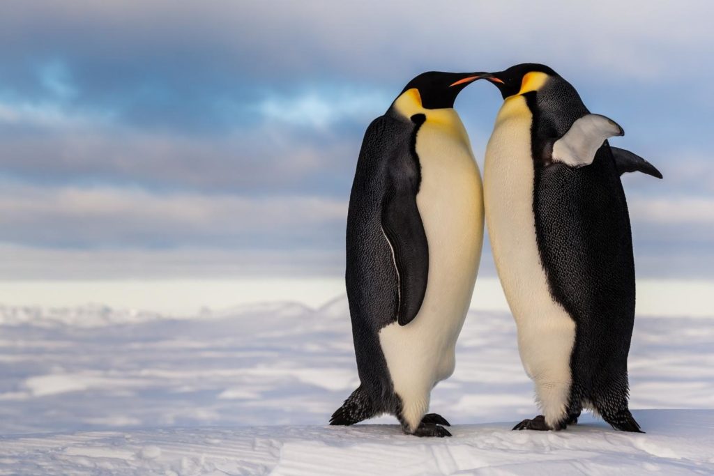 an Emperor penguin couple kissing on the ice floe in Antarctica