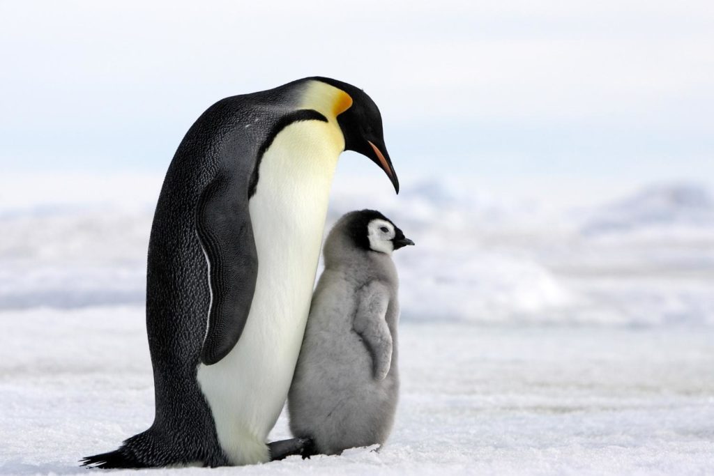 a mother and her baby penguin on an ice floe in Antartica