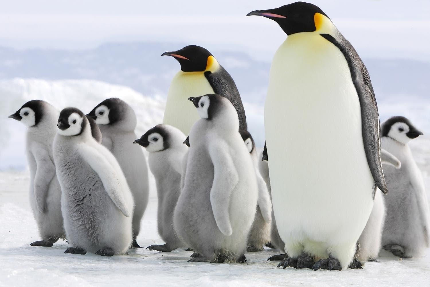 Императорские пингвины живут. Император pingvini (apterodytes Forstara). Императорский Пингвин среда обитания. Кейптаун пингвины. Широкий Пингвин.