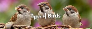 types of birds feature image
