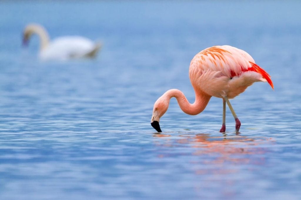 a flamingo searching for food in the ocean shore